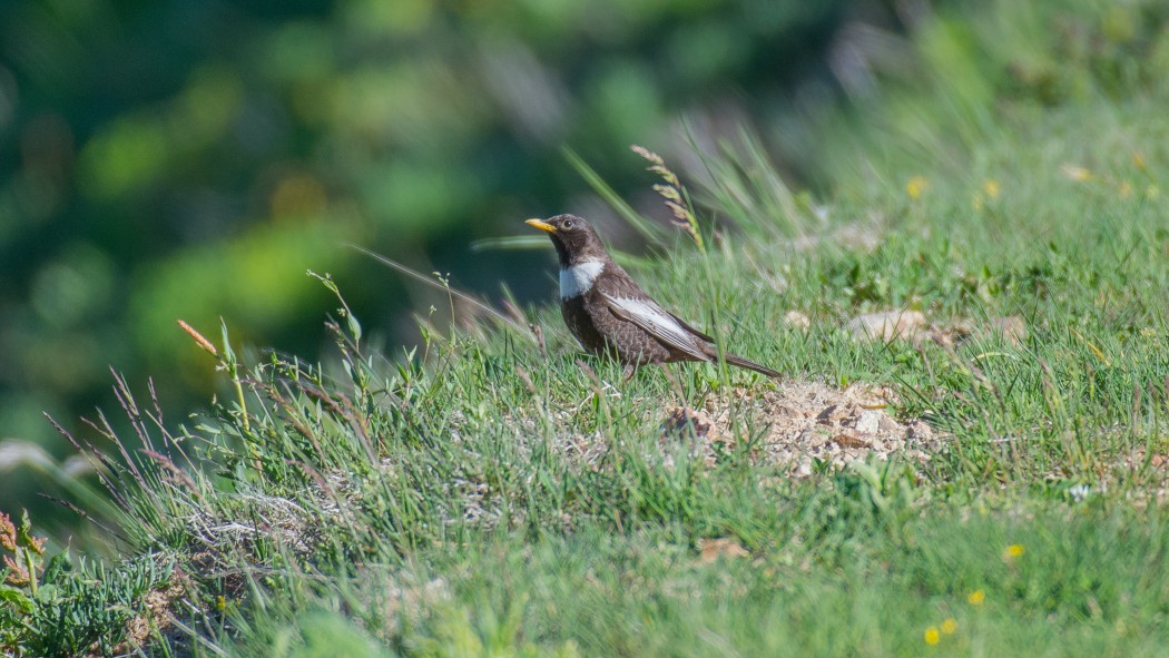 Ring Ouzel