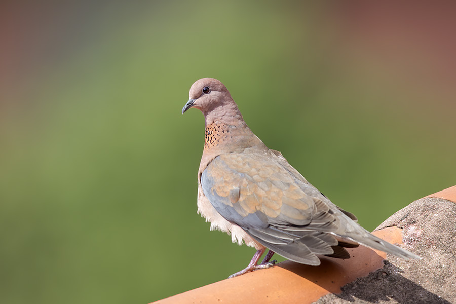 Laughing Dove