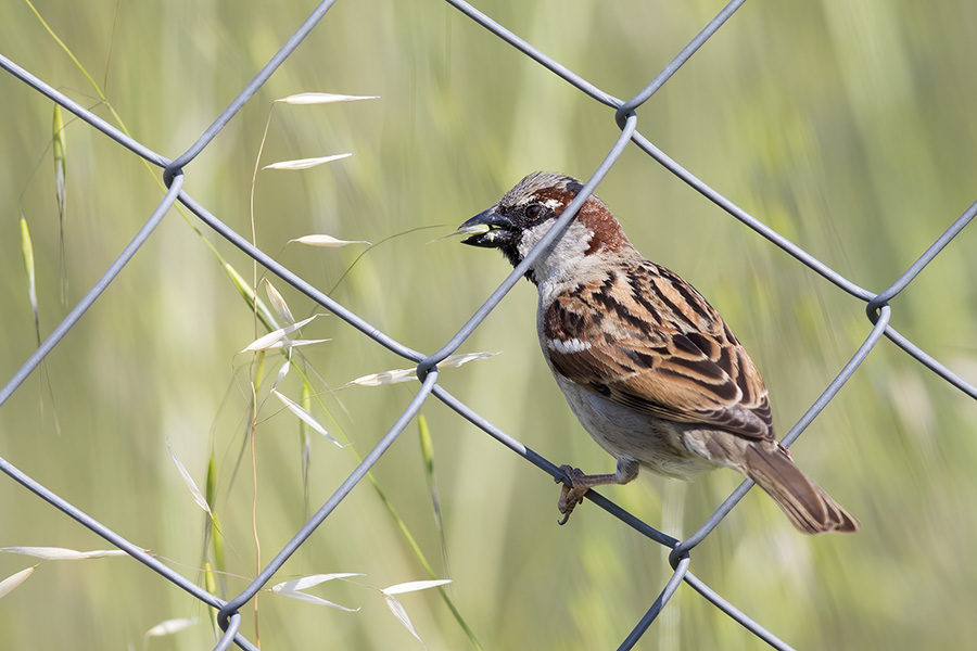 House Sparrow