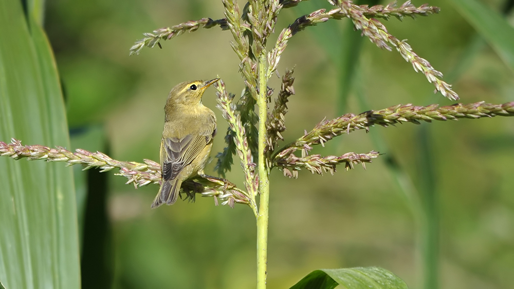 Willow Warbler