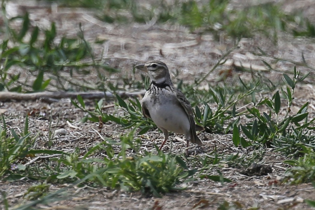 Calandra Lark