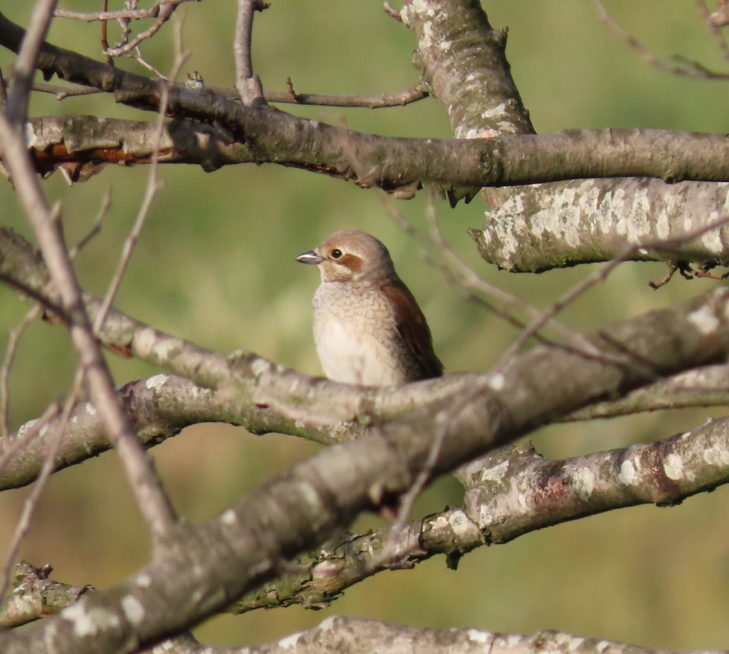 Red-backed Shrike