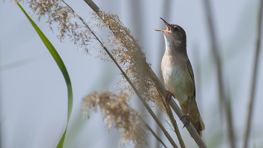 Savi`s Warbler