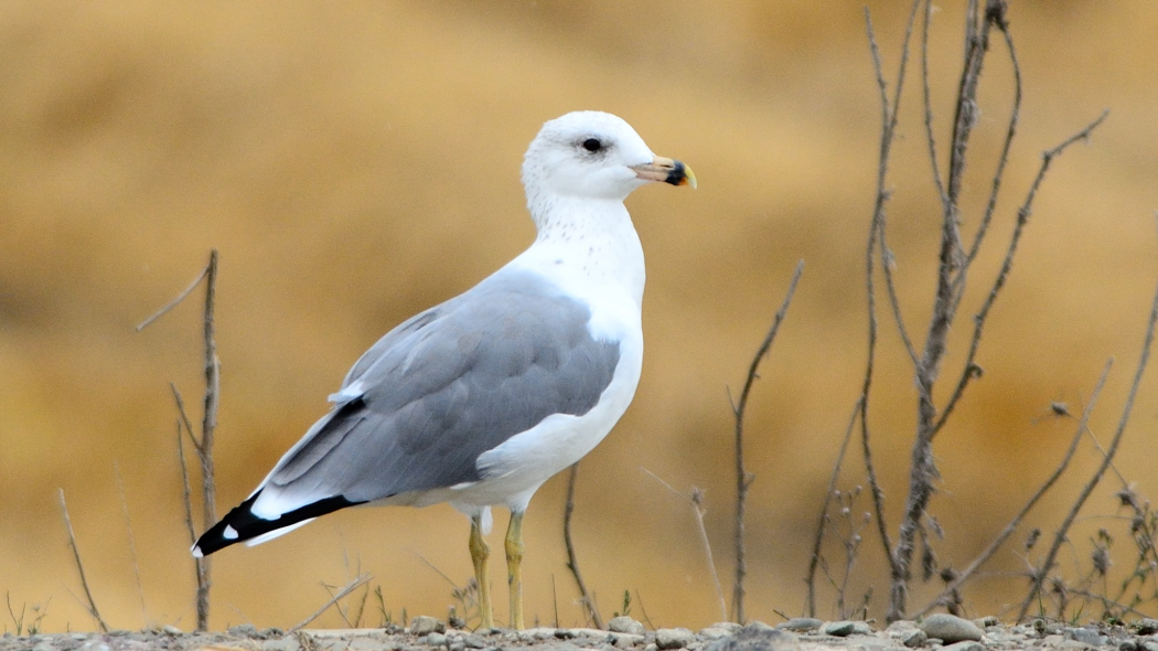 Armenian Gull