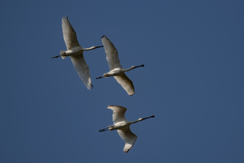 Eurasian Spoonbill