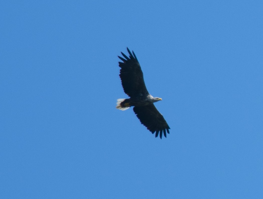 White-tailed Eagle