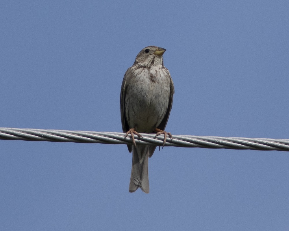 Corn Bunting