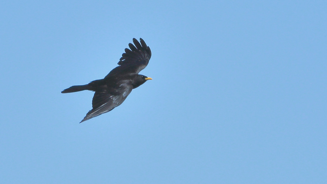 Alpine Chough