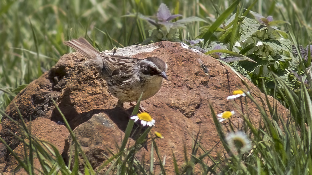 Radde`s Accentor