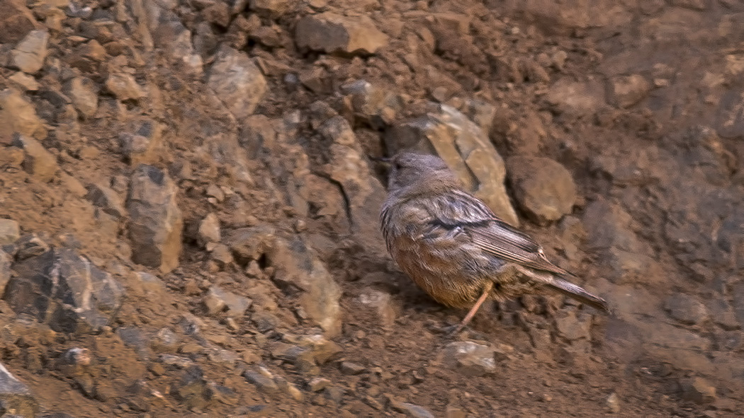 Alpine Accentor