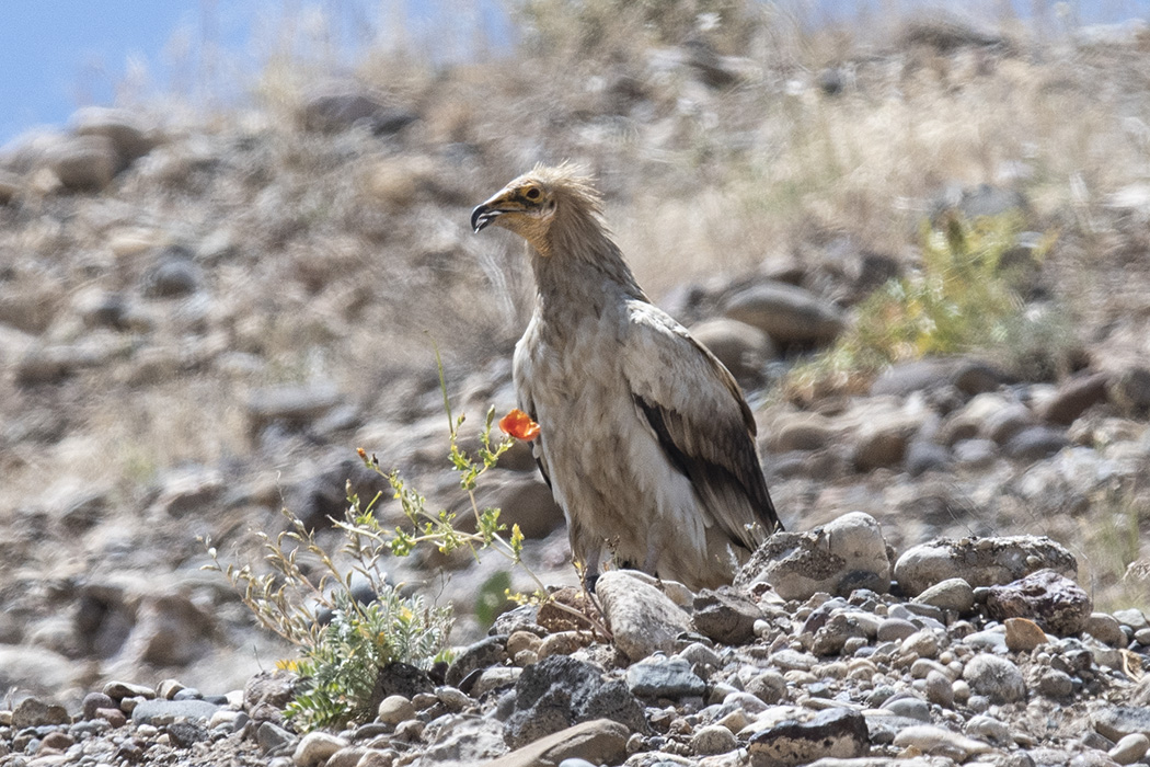 Egyptian Vulture