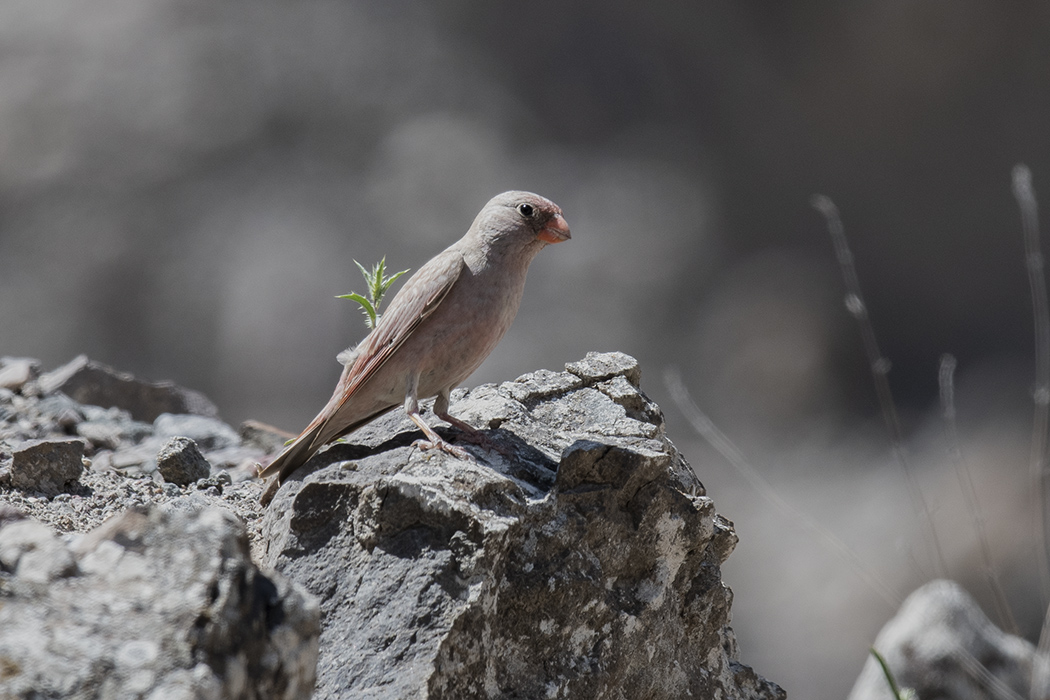 Trumpeter Finch