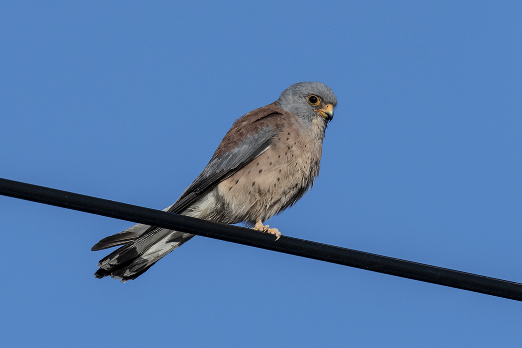 Lesser Kestrel