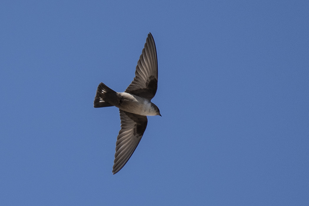 Eurasian Crag Martin