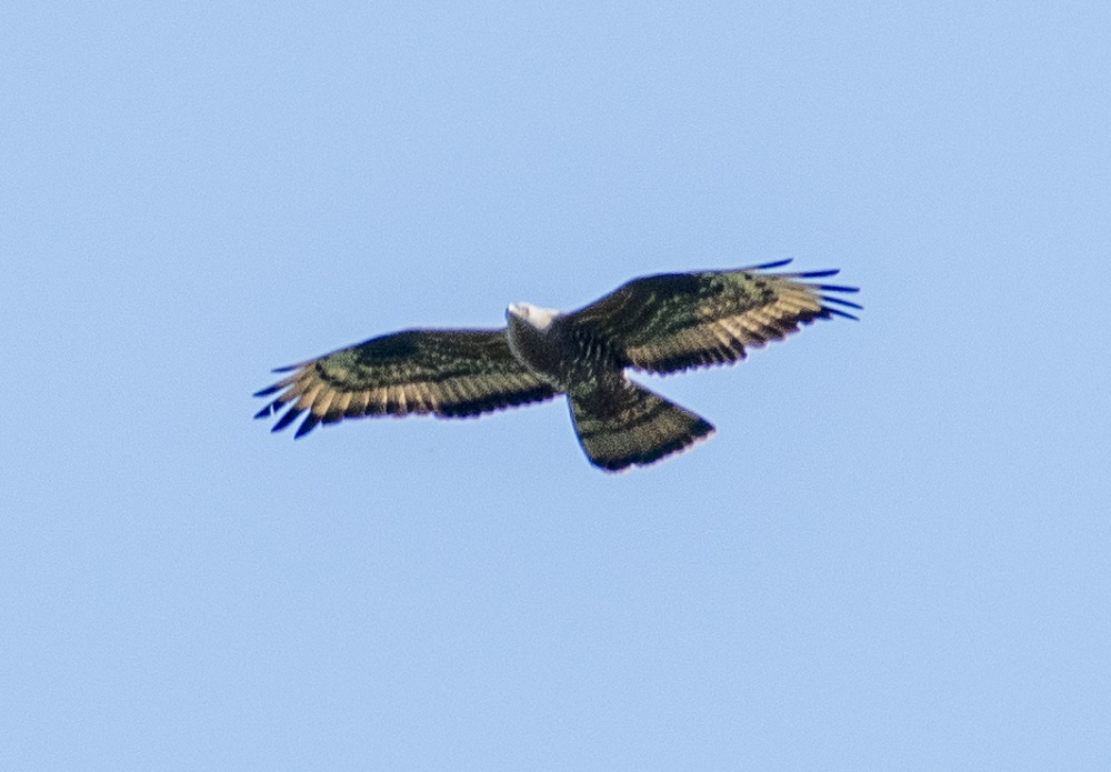 European Honey Buzzard