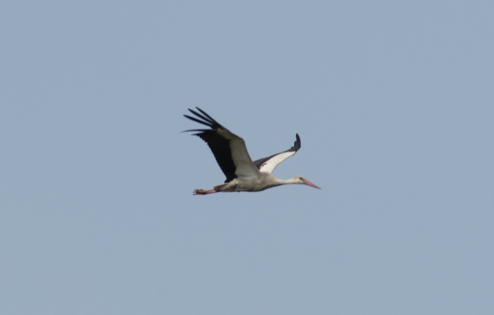 White Stork