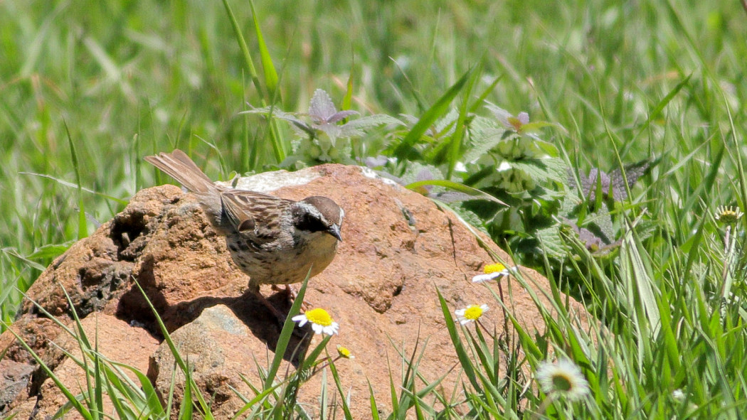 Radde`s Accentor