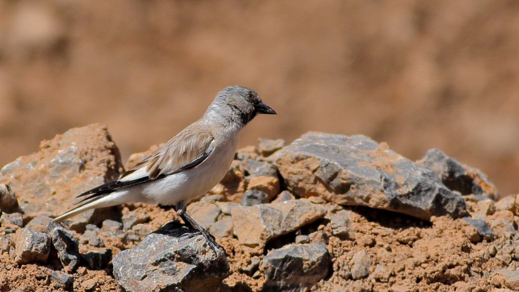 White-winged Snowfinch