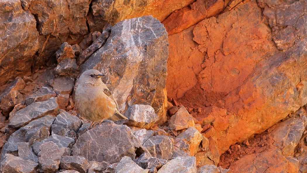 Alpine Accentor
