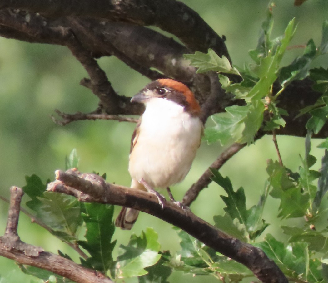 Woodchat Shrike