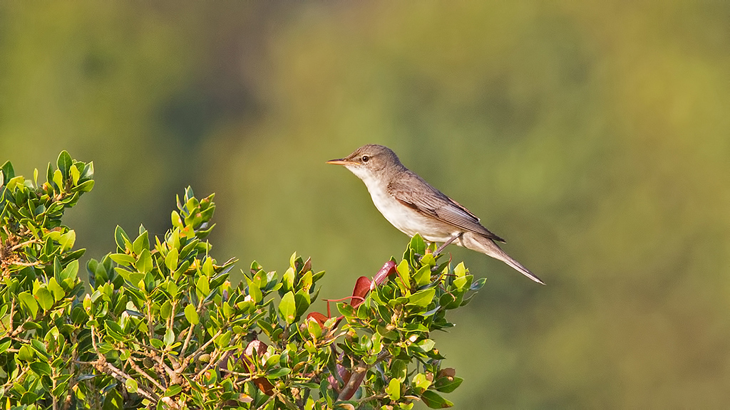 Olive-tree Warbler