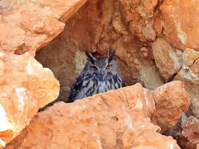 Eurasian Eagle-Owl