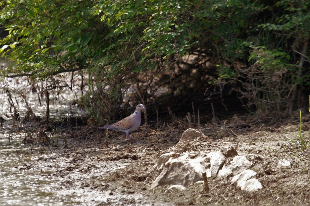 European Turtle Dove