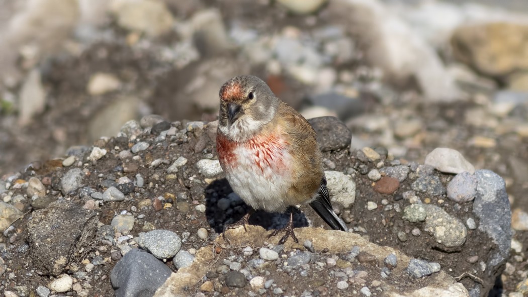 Common Linnet