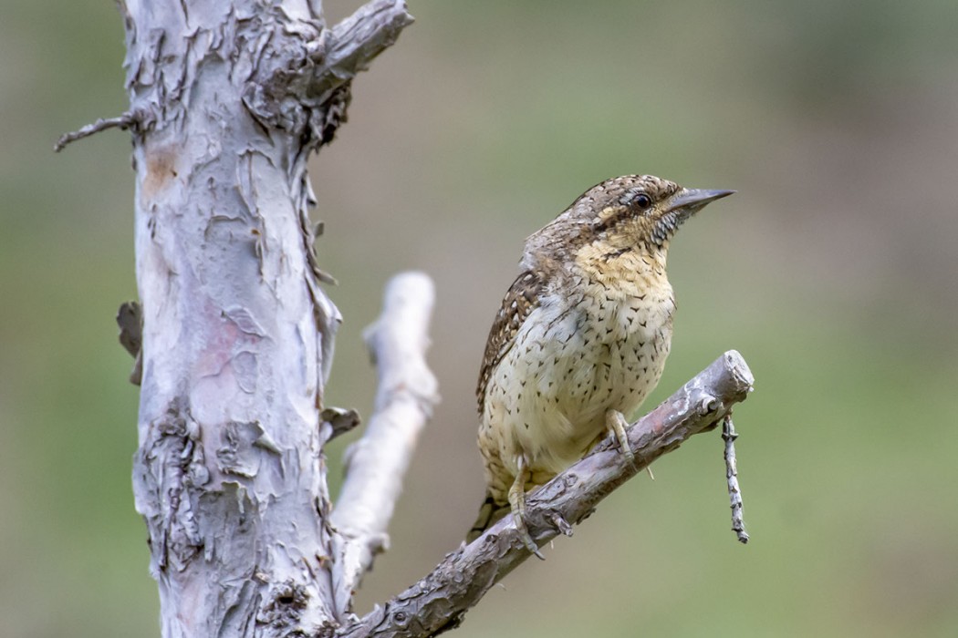Eurasian Wryneck