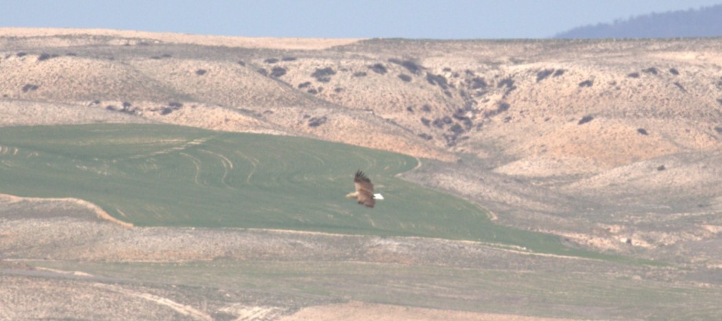 Akkuyruklu Kartal
