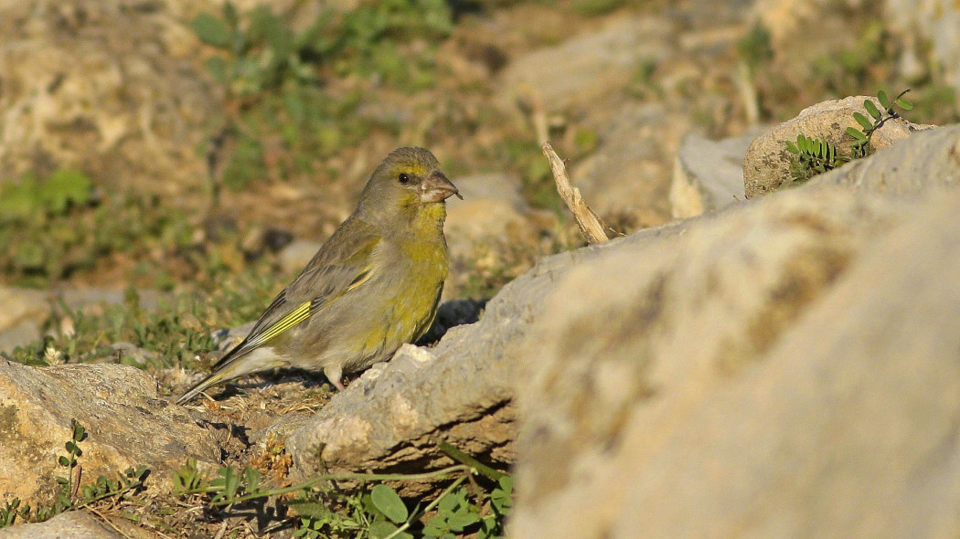 European Greenfinch