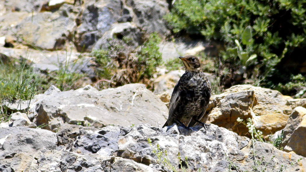 Ring Ouzel