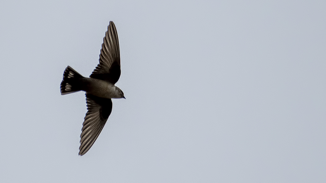 Eurasian Crag Martin