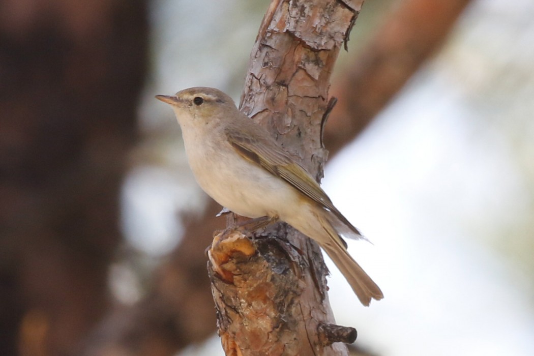 Eastern Bonelli`s Warbler