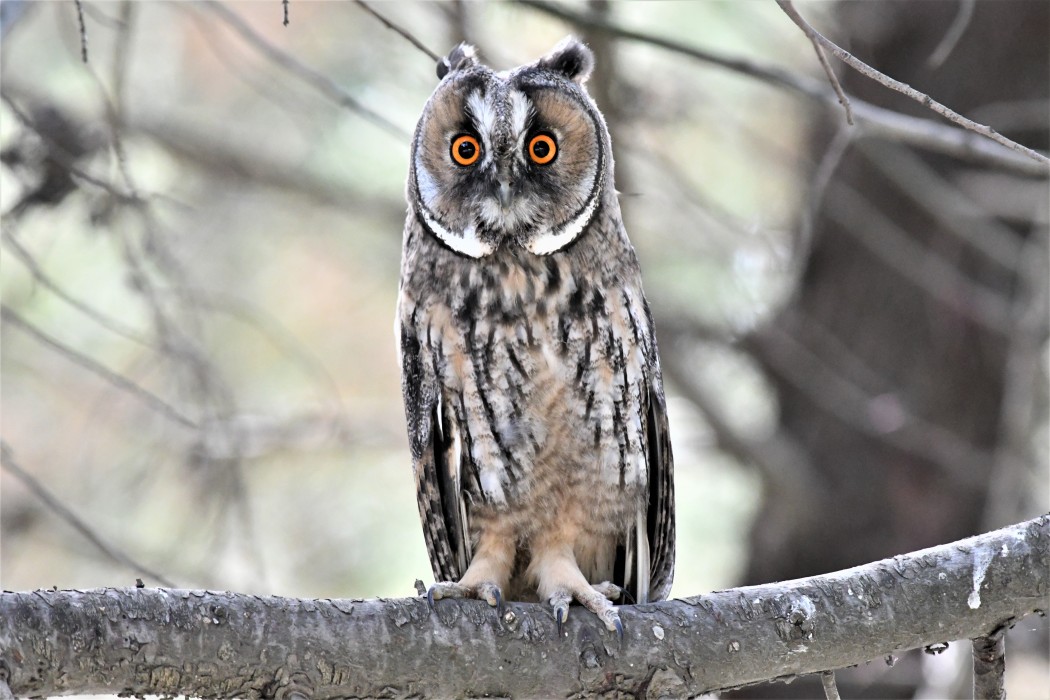 Long-eared Owl