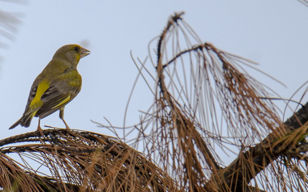 European Greenfinch
