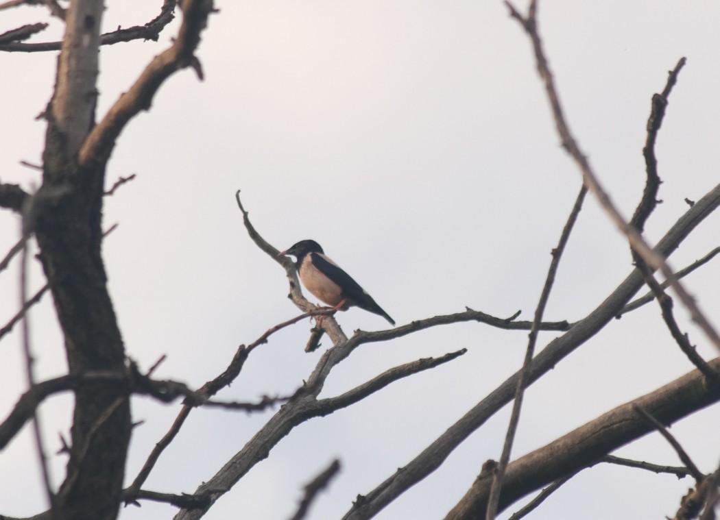 Rosy Starling