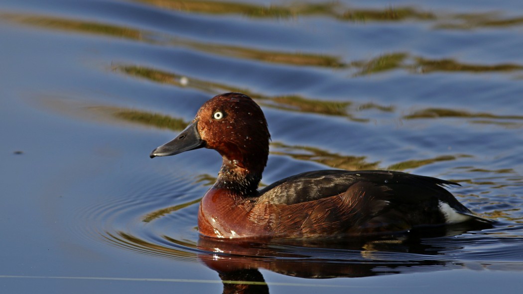 Ferruginous Duck