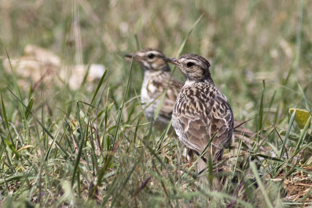 Eurasian Skylark
