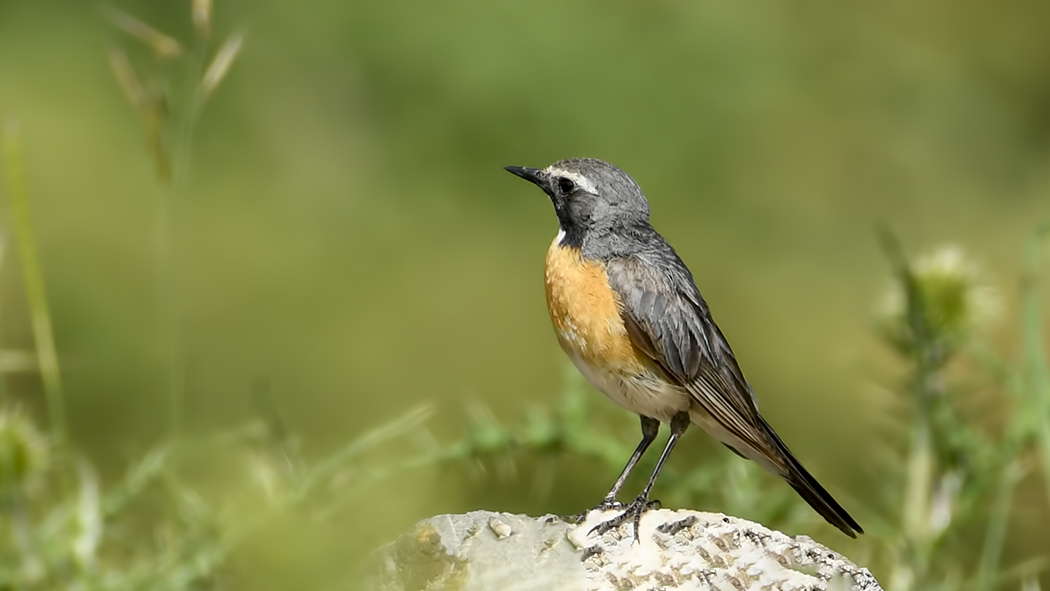 White-throated Robin