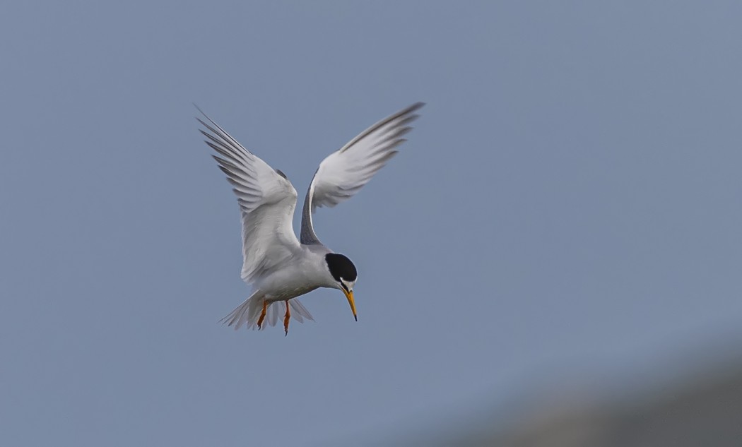 Little Tern