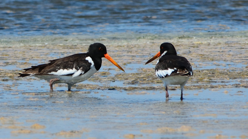 Eurasian Oystercatcher