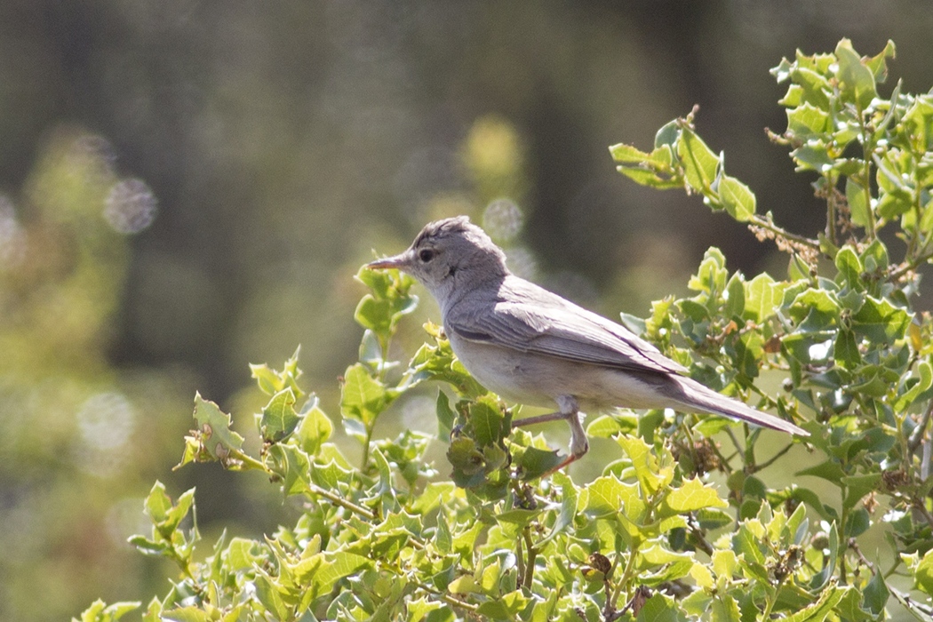 Upcher`s Warbler
