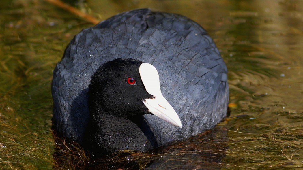 Eurasian Coot