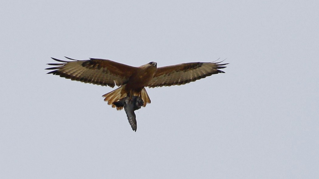 Long-legged Buzzard