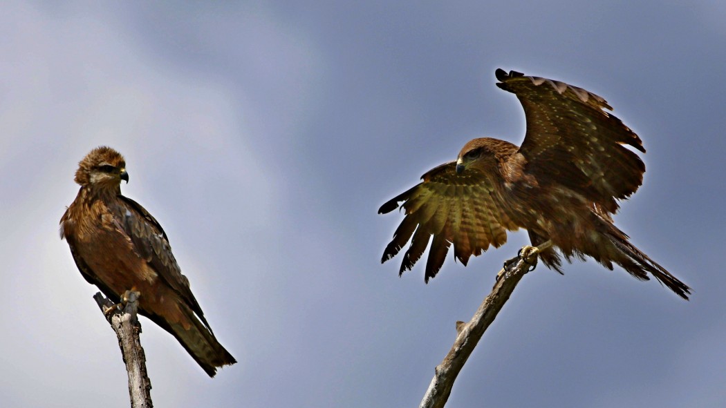 Black Kite
