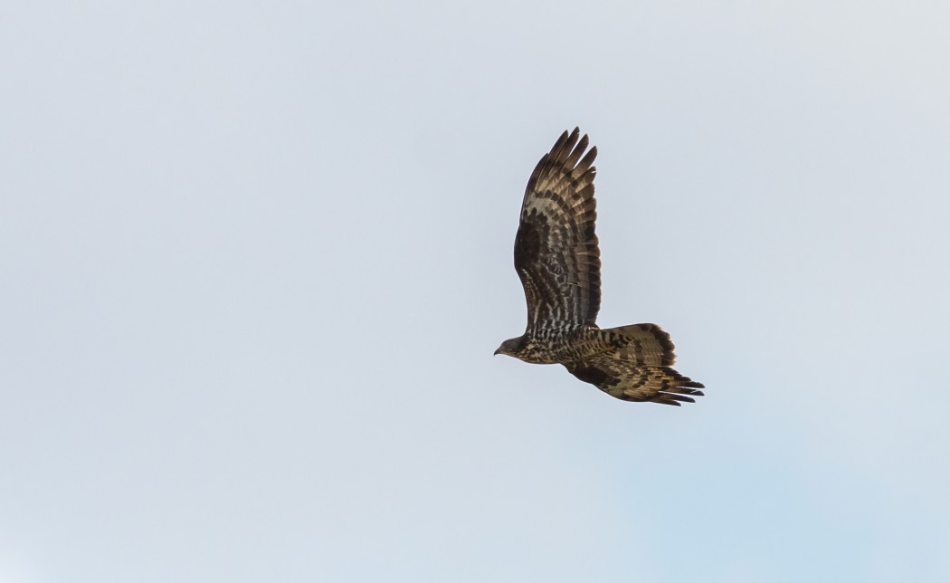 European Honey Buzzard