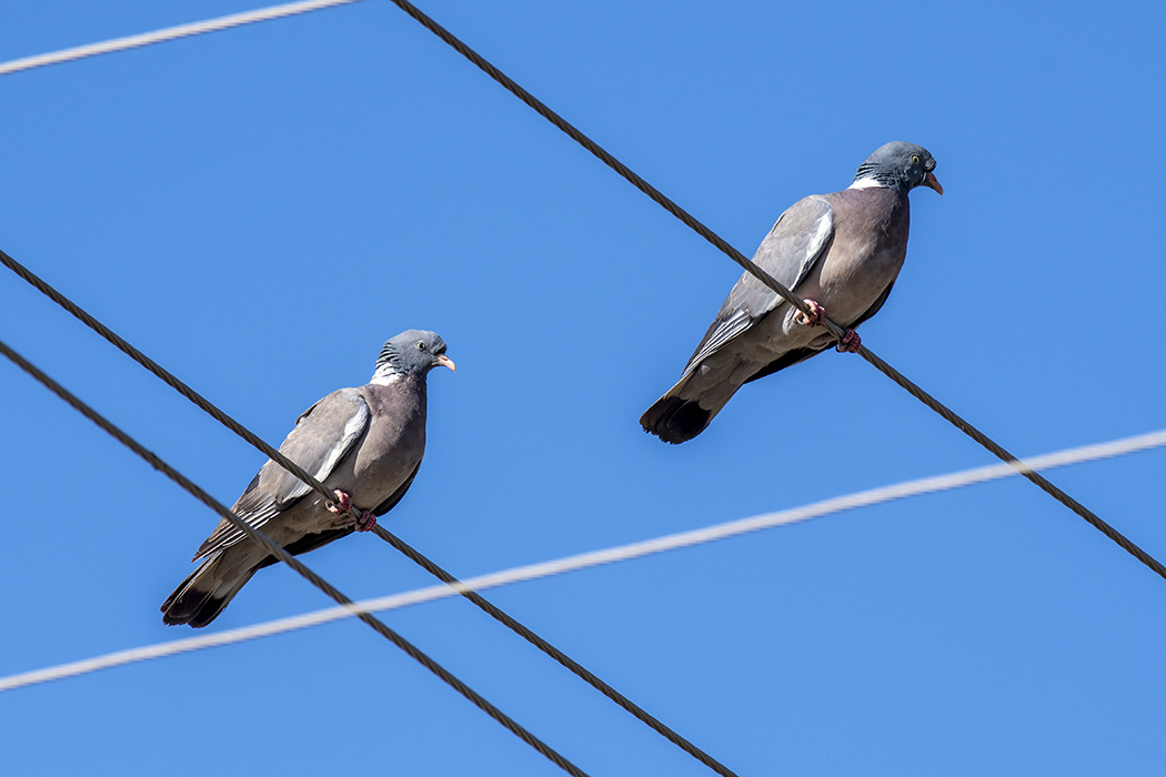 Common Wood Pigeon