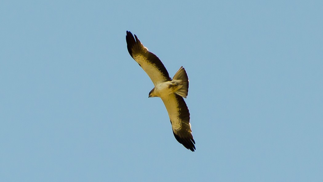 Booted Eagle