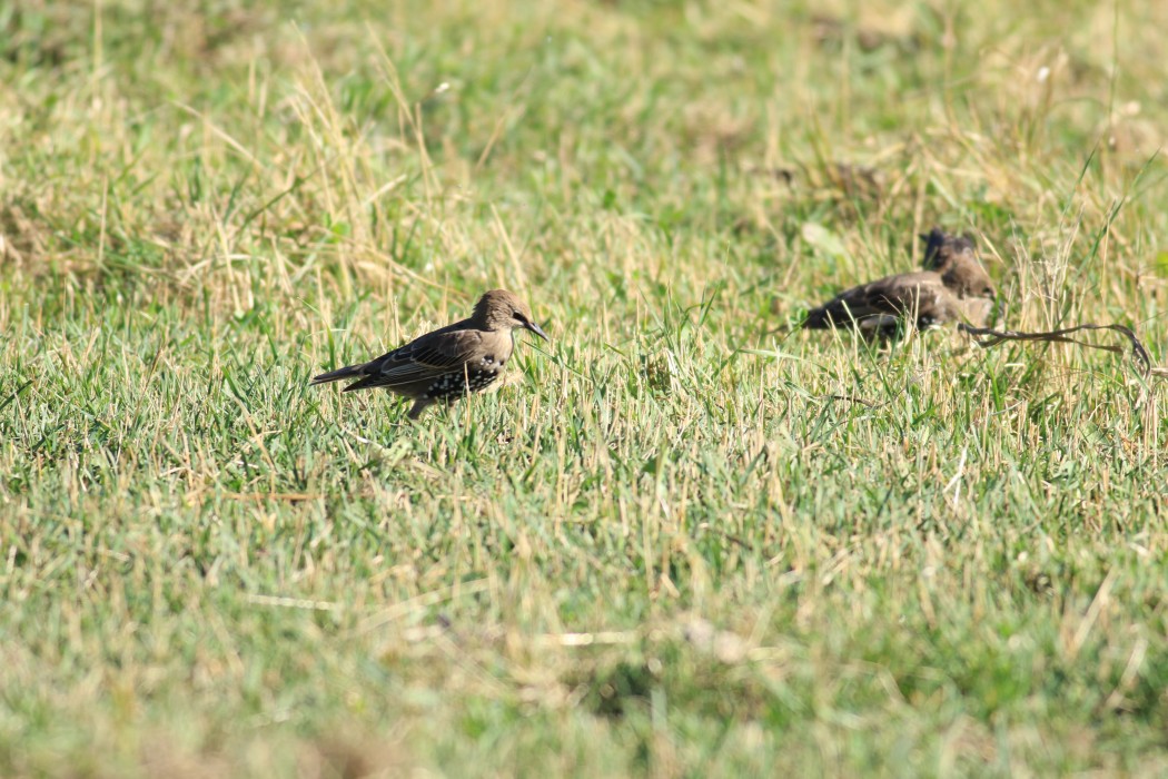 Common Starling